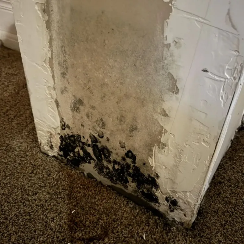 Professional Mold Removal in Newberg, OR